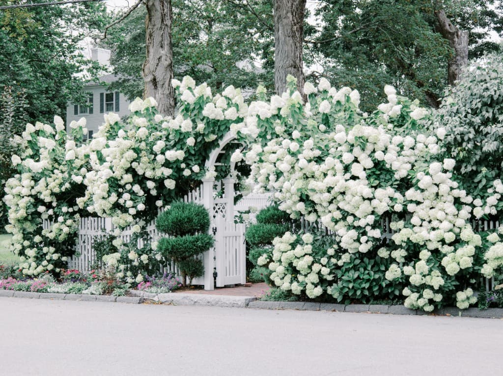Massive white hydrangeas covering the outdoor pergola and courtyard at The Commons 1854